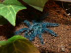 Avicularia versicolor